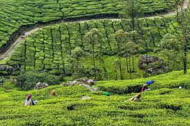 Explore the Best of Kerala – Munnar & Alleppey Tour (4 Days)